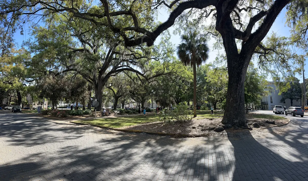 Live oaks in Lafayette Square, one of the squares ghost tours in Savannah GA ride past